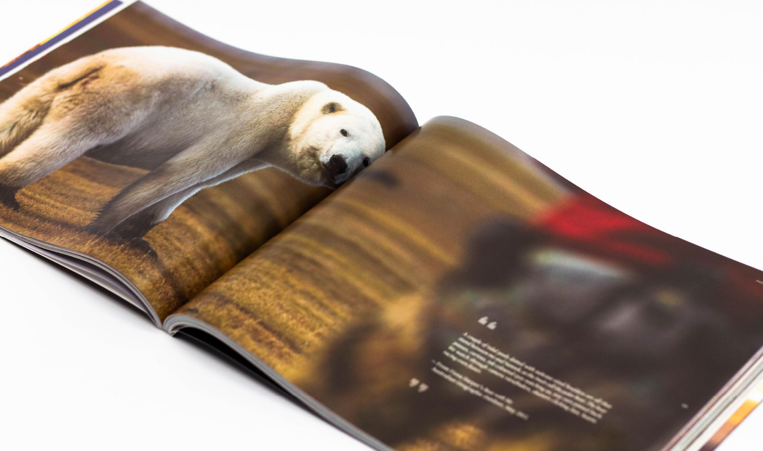 Churchill Wild Book Polar Bear Graphic